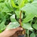 香蕉树苗红香蕉粉蕉矮化蕉种苗果树苗