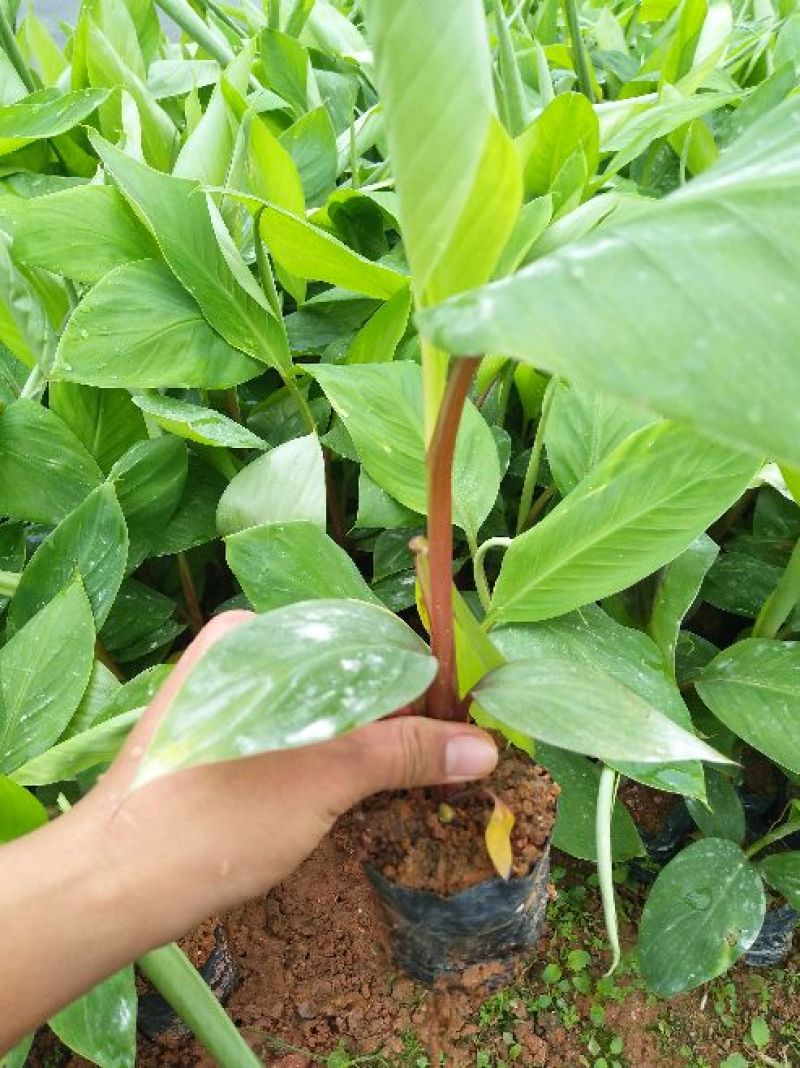 香蕉树苗红香蕉粉蕉矮化蕉种苗果树苗