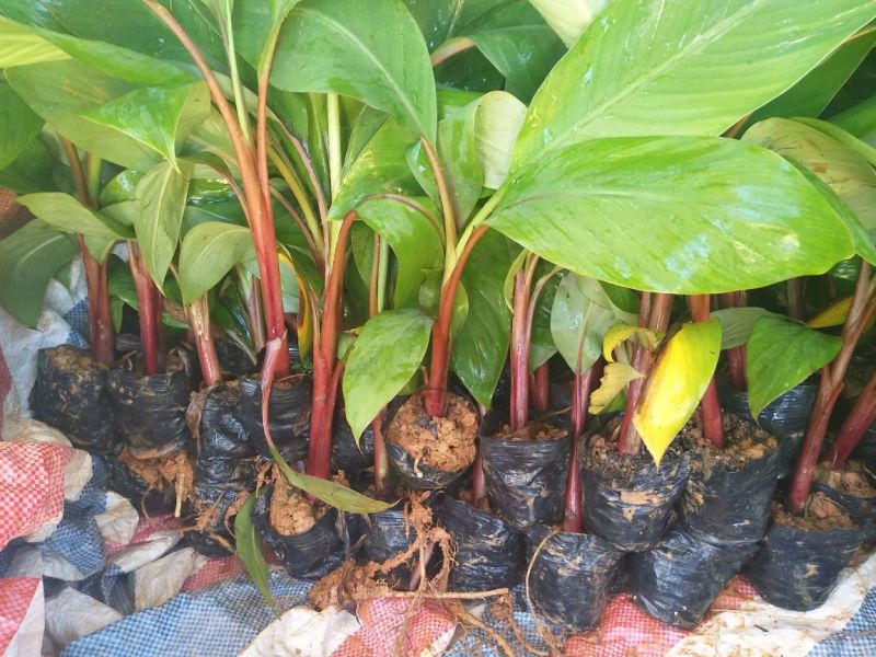 香蕉树苗红香蕉粉蕉矮化蕉种苗果树苗