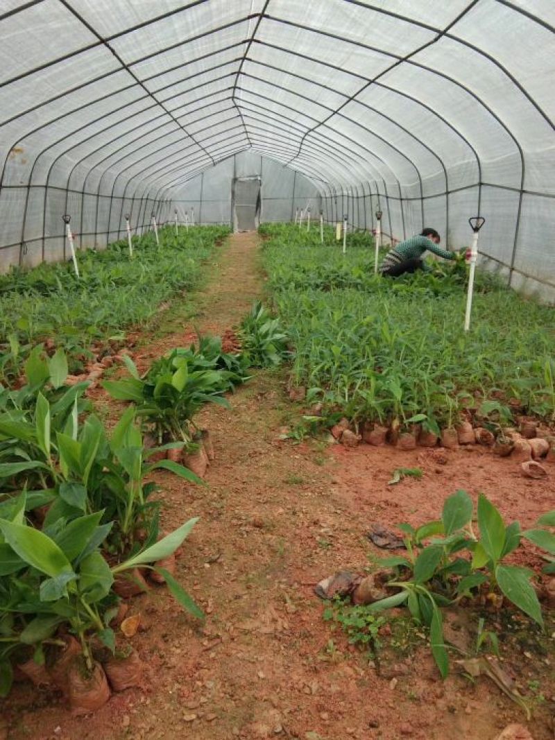 香蕉树苗红香蕉粉蕉矮化蕉种苗果树苗