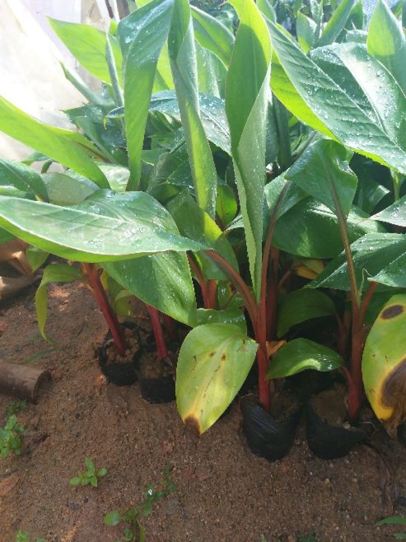 香蕉树苗红香蕉粉蕉矮化蕉种苗果树苗