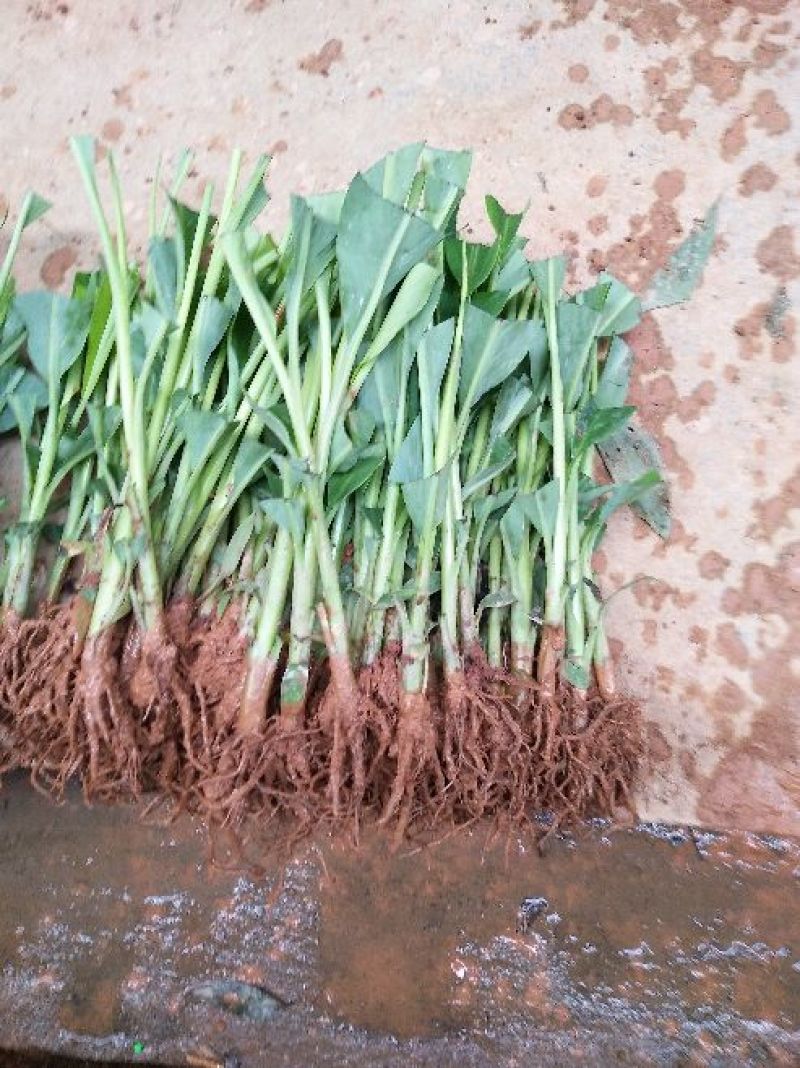 香蕉树苗红香蕉粉蕉矮化蕉种苗果树苗