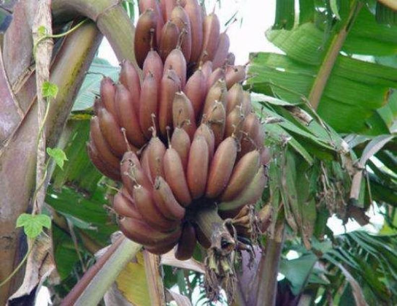 香蕉树苗红香蕉粉蕉矮化蕉种苗果树苗