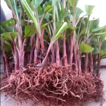 香蕉树苗红香蕉粉蕉矮化蕉种苗果树苗