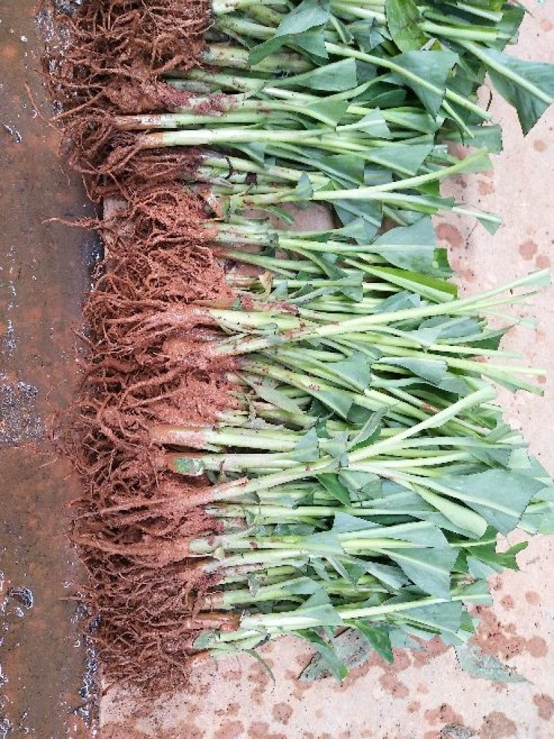 香蕉树苗红香蕉粉蕉矮化蕉种苗果树苗
