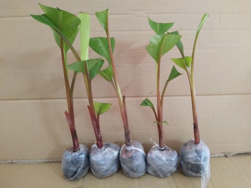 香蕉树苗红香蕉粉蕉矮化蕉种苗果树苗