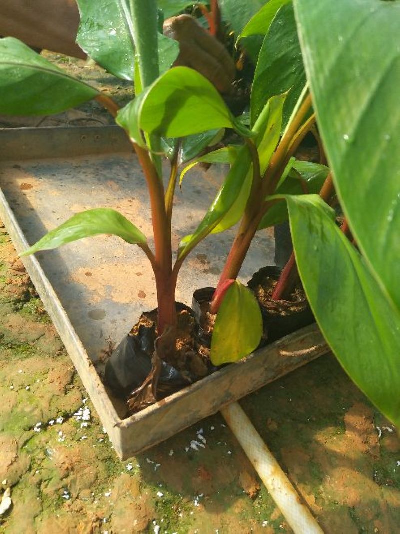 香蕉树苗红香蕉粉蕉矮化蕉种苗果树苗