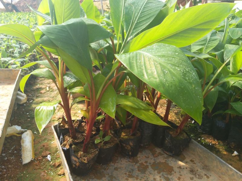 香蕉树苗红香蕉粉蕉矮化蕉种苗果树苗