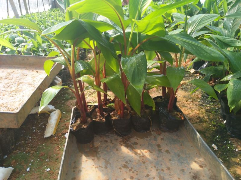 香蕉树苗红香蕉粉蕉矮化蕉种苗果树苗