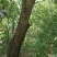 乌桕