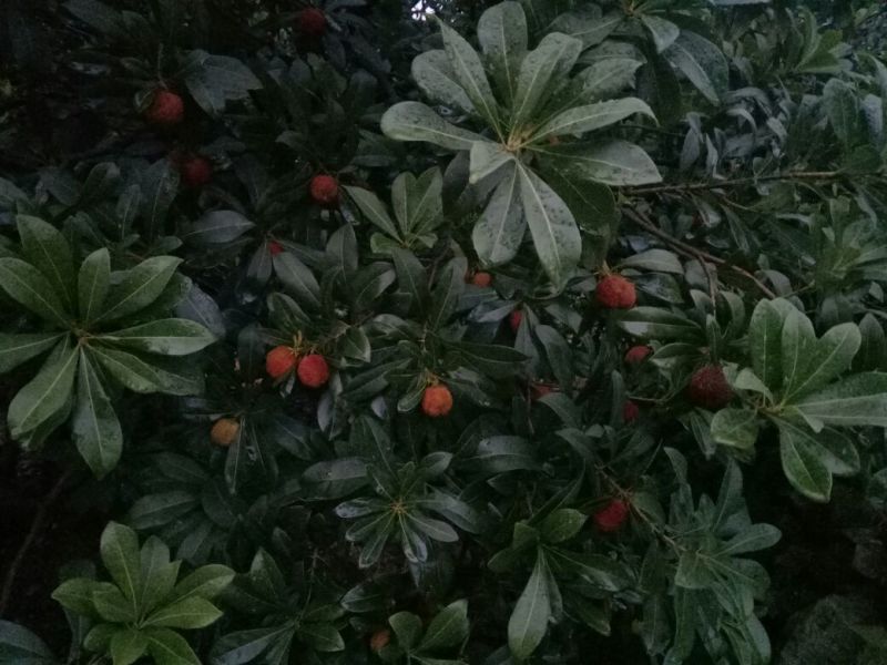 仙居杨梅