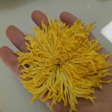 金丝黄菊苗