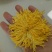 金丝黄菊苗