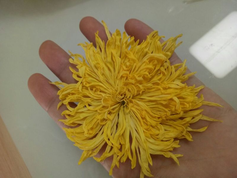 金丝黄菊苗