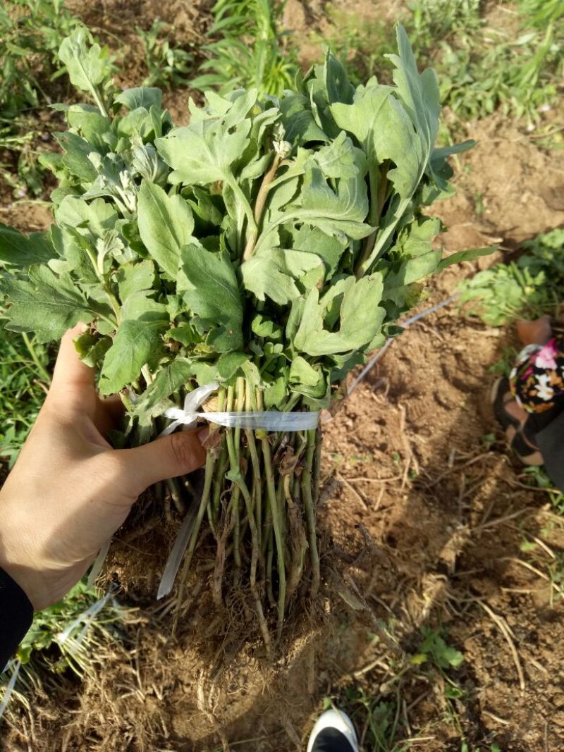 金丝黄菊苗