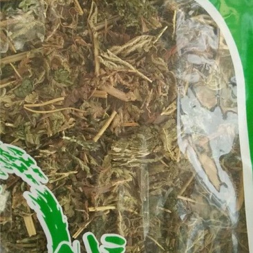 石上柏