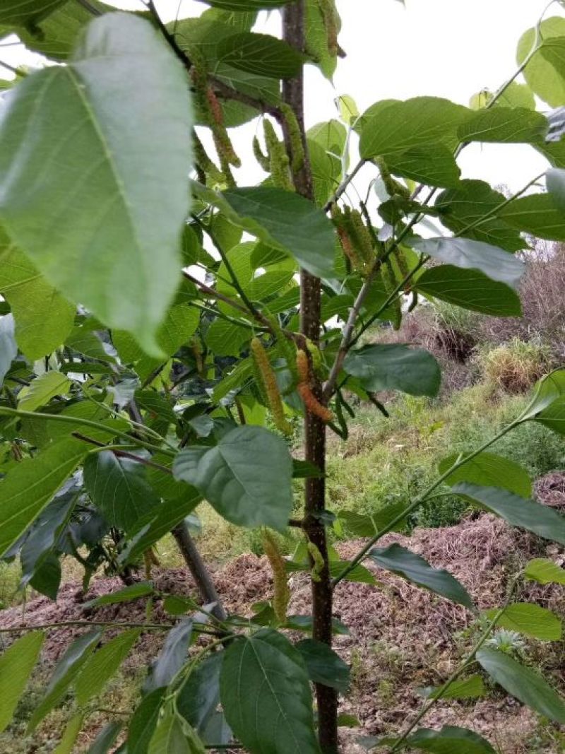 果桑苗桑树苗台湾长果桑苗现挖苗技术指导