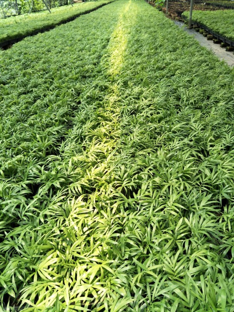 袖珍椰子种苗创意室内盆栽椰子树净化空气美观