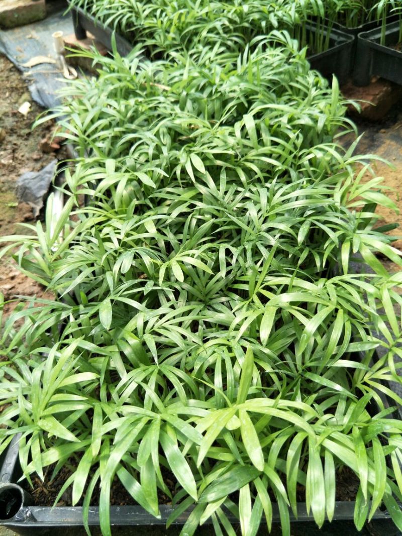 袖珍椰子种苗创意室内盆栽椰子树净化空气美观