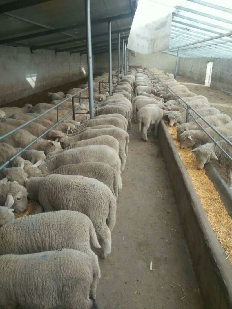 羊肉高山西毛羊批发羊肉活羊批发甘肃酒泉养殖场