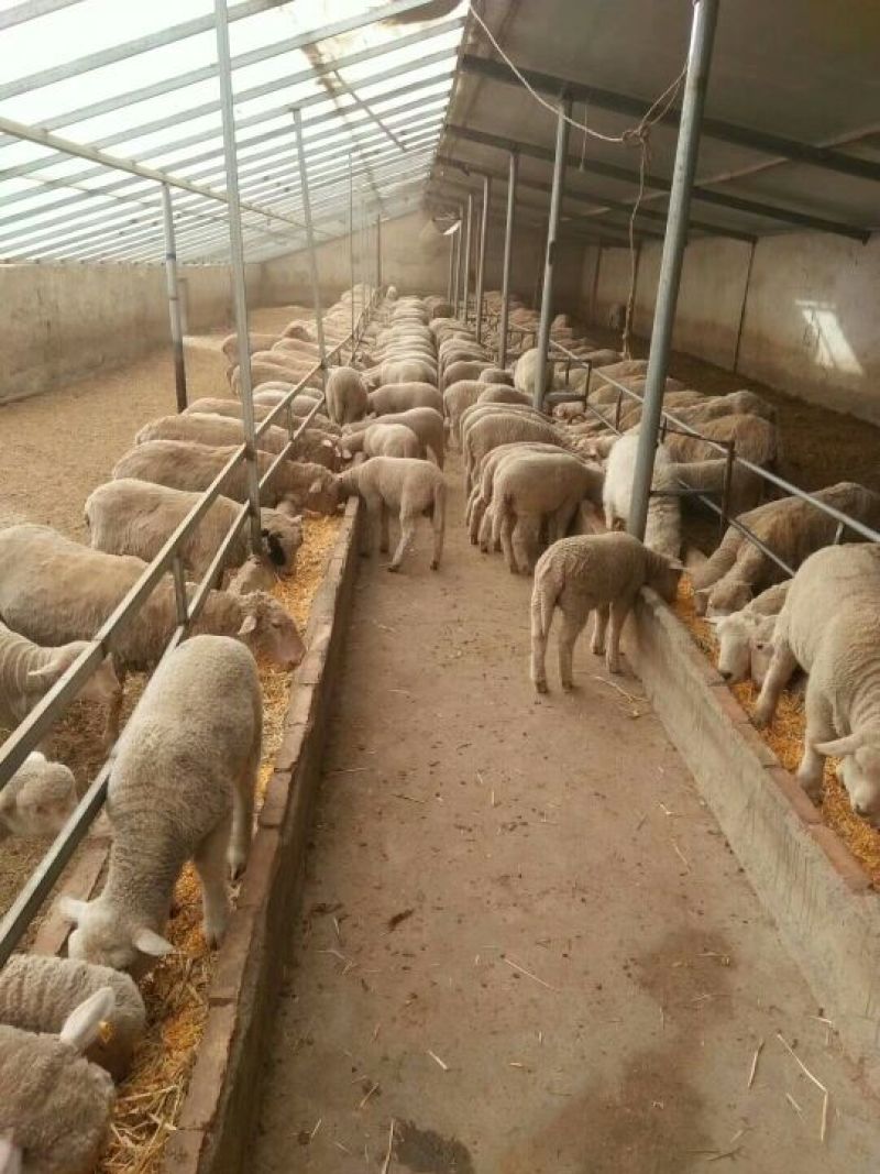 羊肉高山西毛羊批发羊肉活羊批发甘肃酒泉养殖场