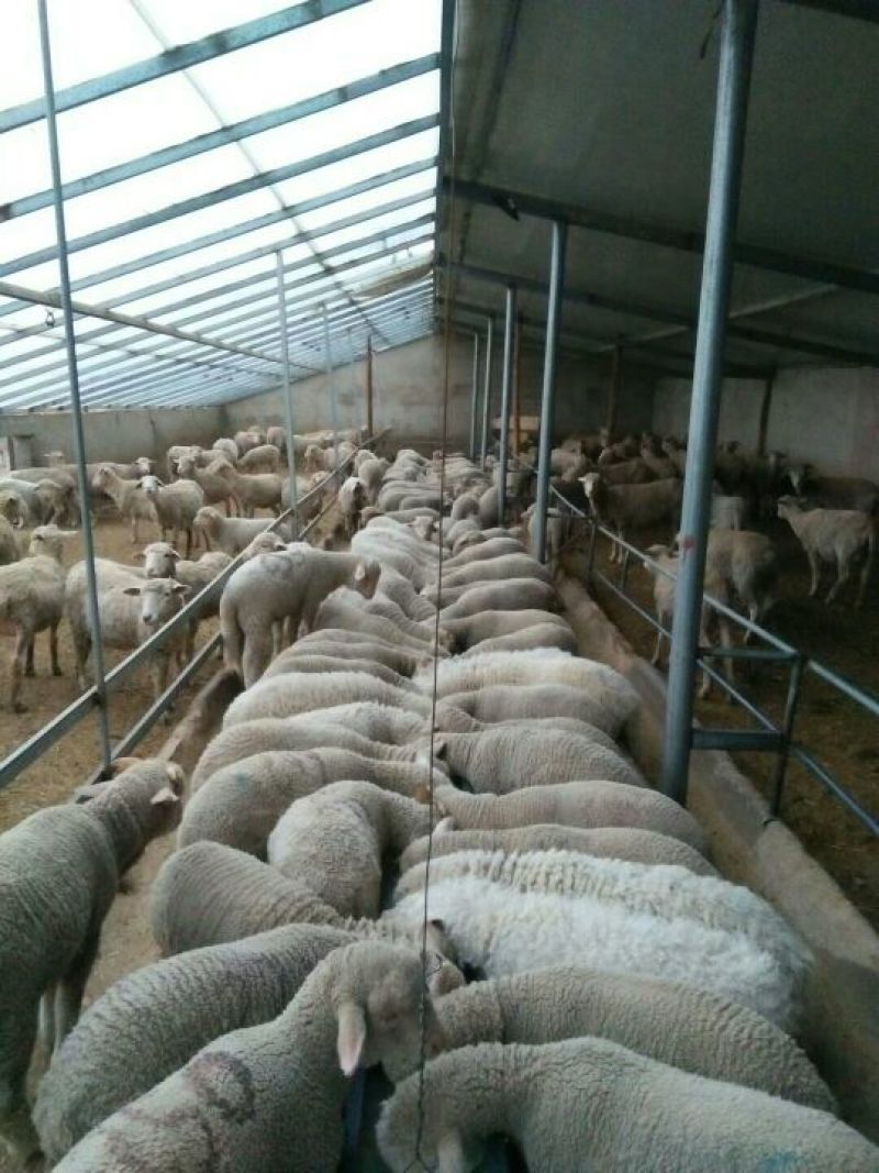 羊肉高山西毛羊批发羊肉活羊批发甘肃酒泉养殖场