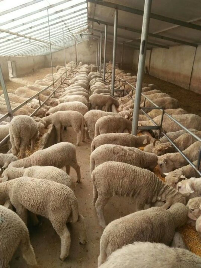 羊肉高山西毛羊批发羊肉活羊批发甘肃酒泉养殖场