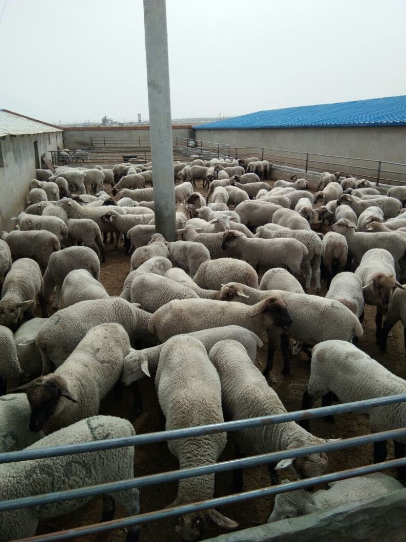 羊肉高山西毛羊批发羊肉活羊批发甘肃酒泉养殖场