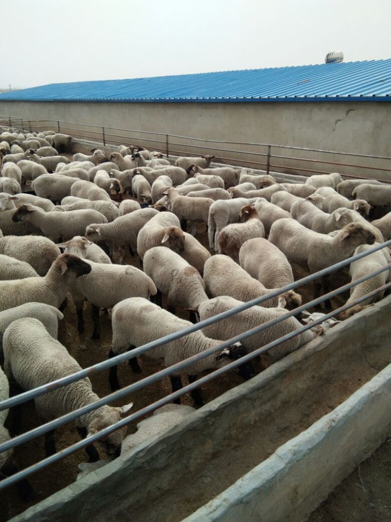 羊肉高山西毛羊批发羊肉活羊批发甘肃酒泉养殖场