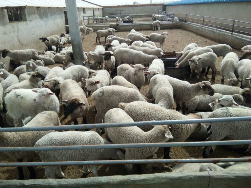 羊肉高山西毛羊批发羊肉活羊批发甘肃酒泉养殖场