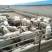 羊肉高山西毛羊批发羊肉活羊批发甘肃酒泉养殖场