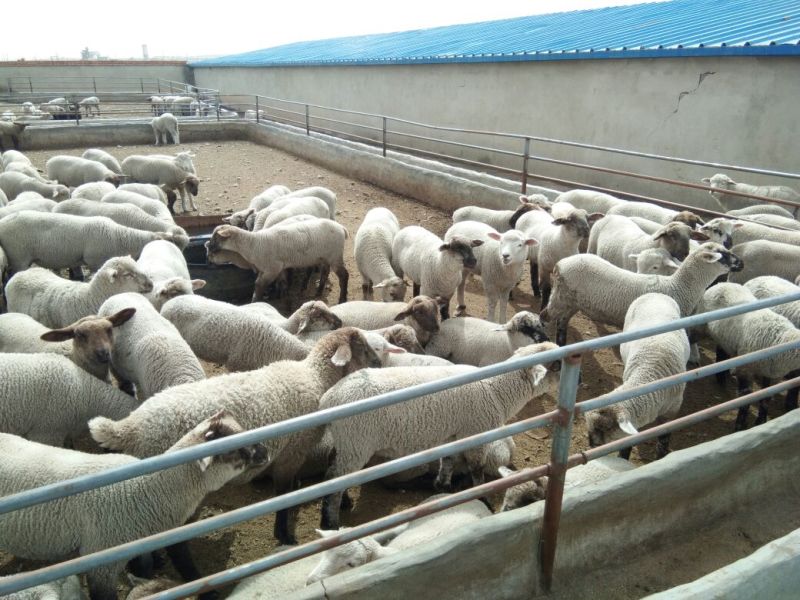 羊肉高山西毛羊批发羊肉活羊批发甘肃酒泉养殖场