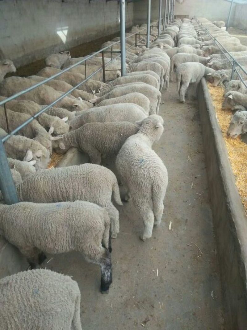 羊肉高山西毛羊批发羊肉活羊批发甘肃酒泉养殖场