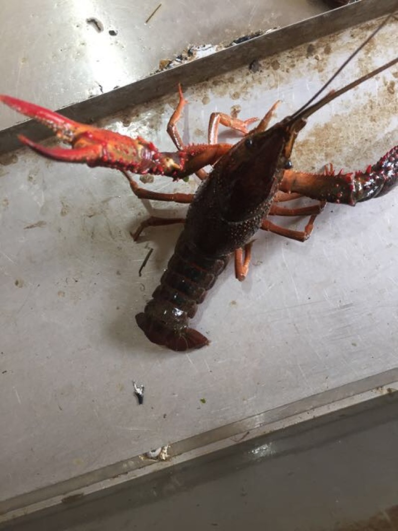 红螯螯虾泡头，两虾