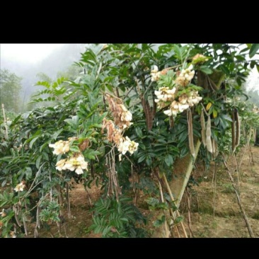 七叶一枝花，又叫灯台柒，海罗柒，重楼