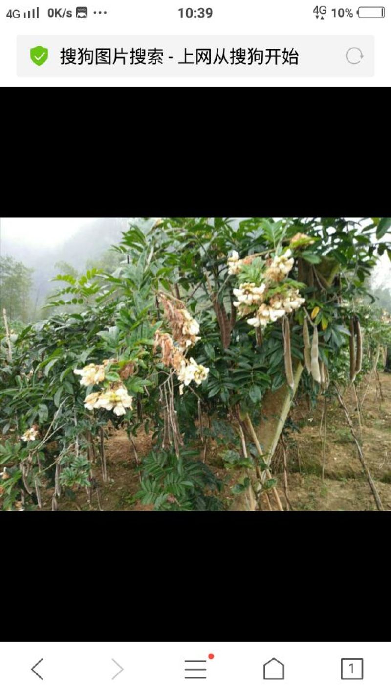 七叶一枝花，又叫灯台柒，海罗柒，重楼