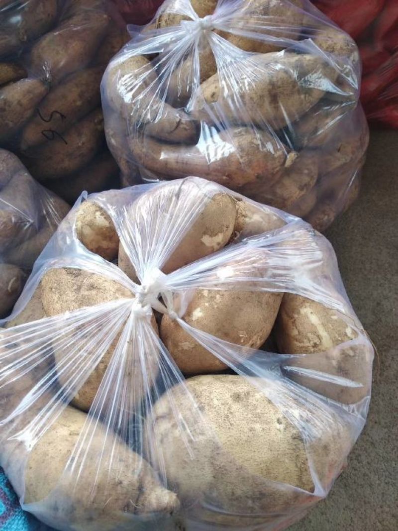 福建漳浦精品红薯：鸡骨香（普力）黄皮黄心