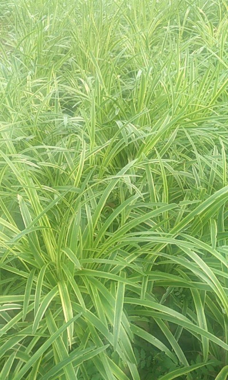 金边麦冬