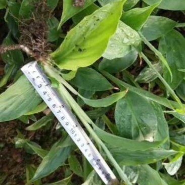 草果苗10~20cm