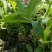草果苗10~20cm