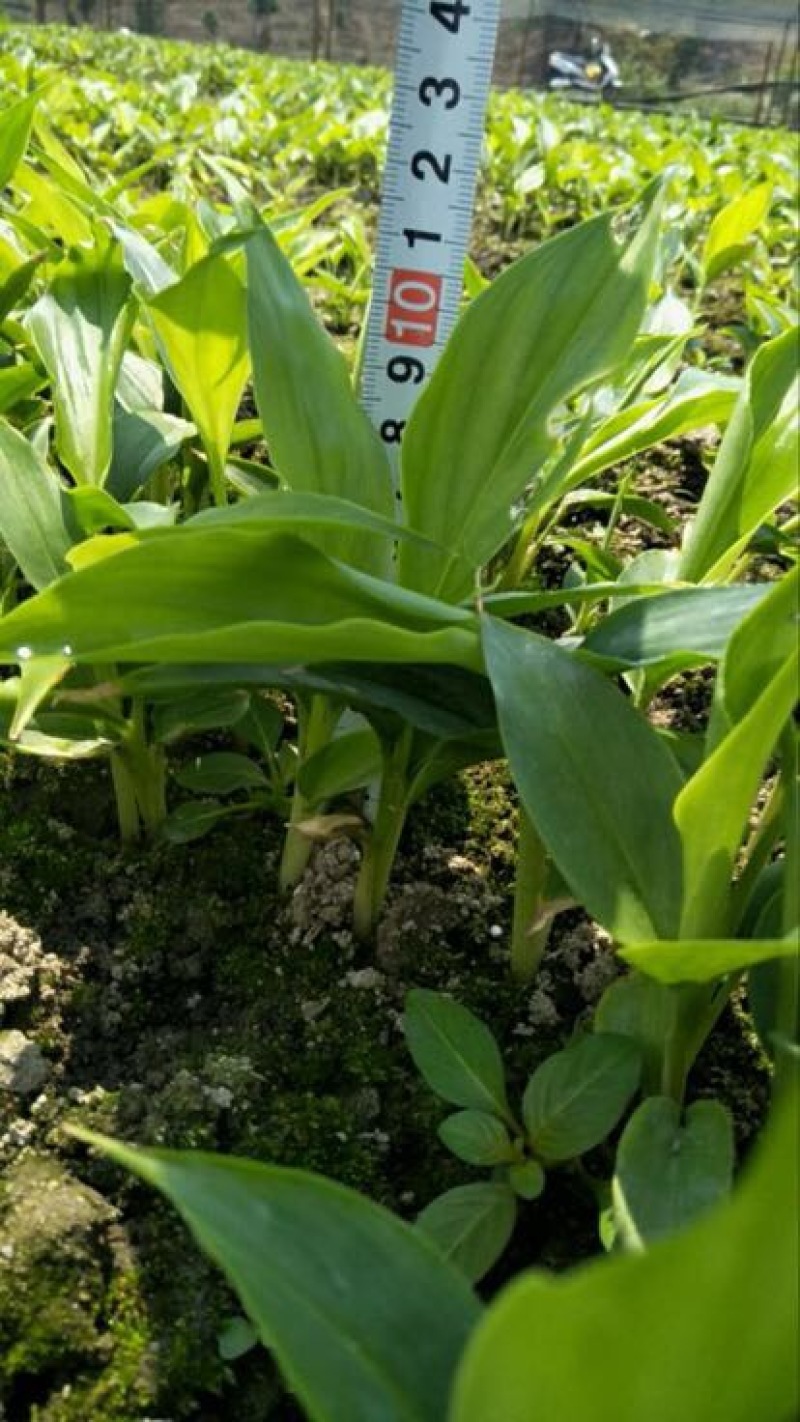 草果苗10~20cm