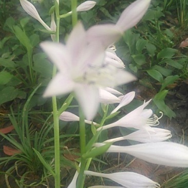 玉簪