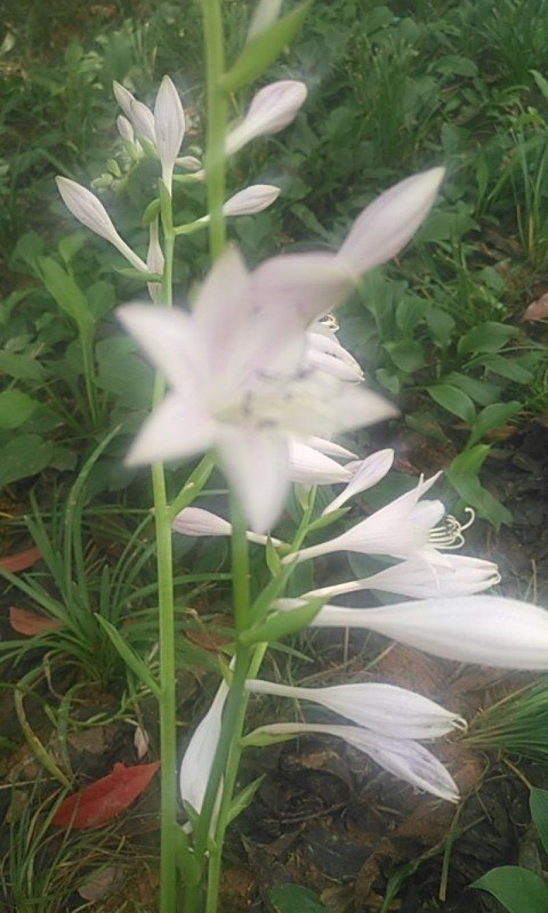 玉簪