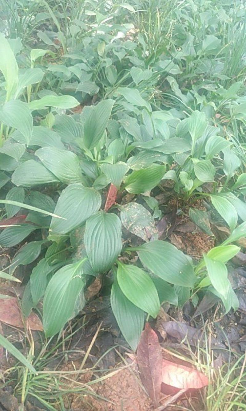 玉簪