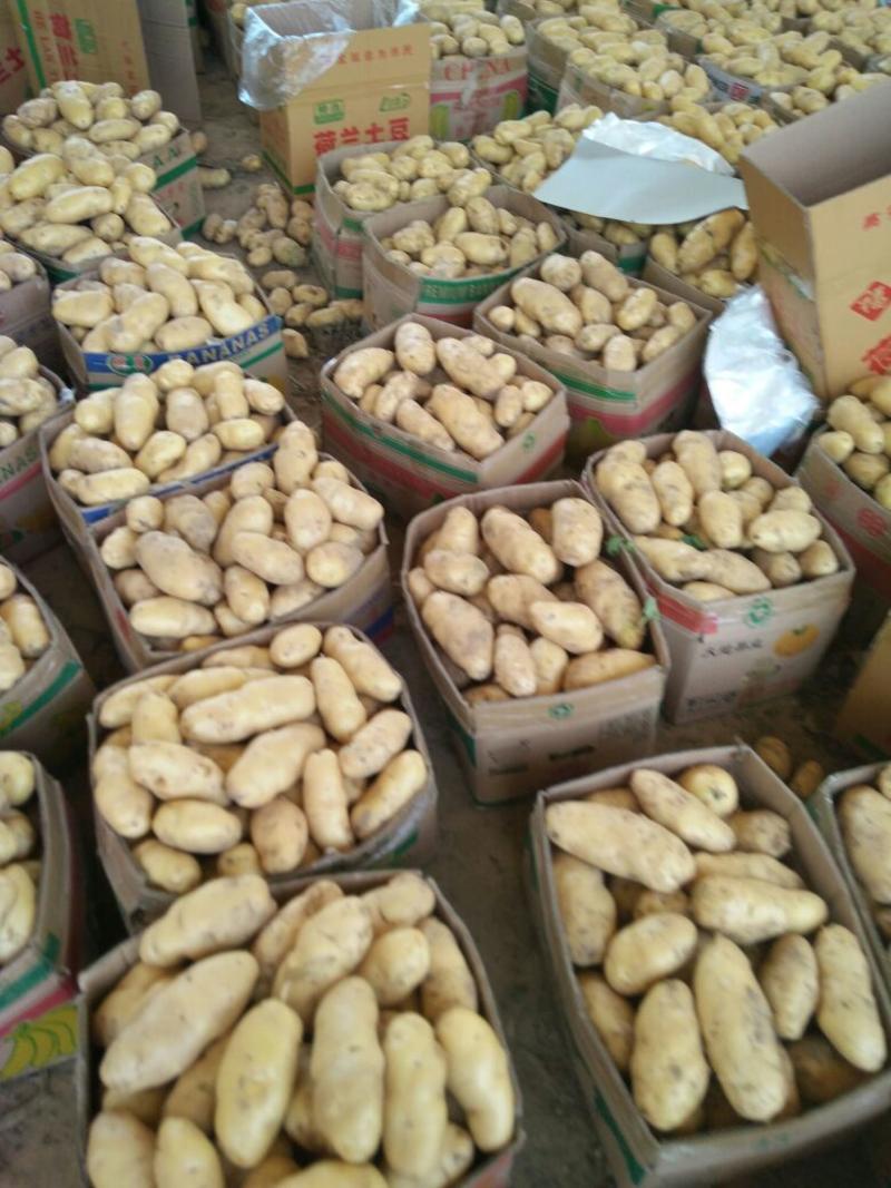 【土豆】山东荷兰十五土豆万亩基地持续供应品质保证