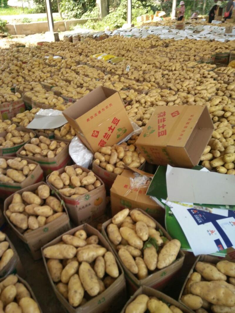 【土豆】山东荷兰十五土豆万亩基地持续供应品质保证