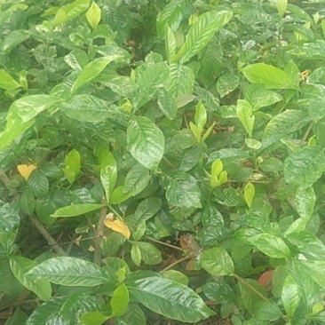 栀子花。