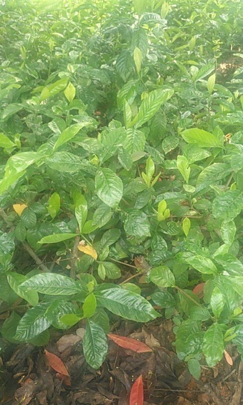 栀子花。