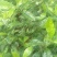 栀子花。
