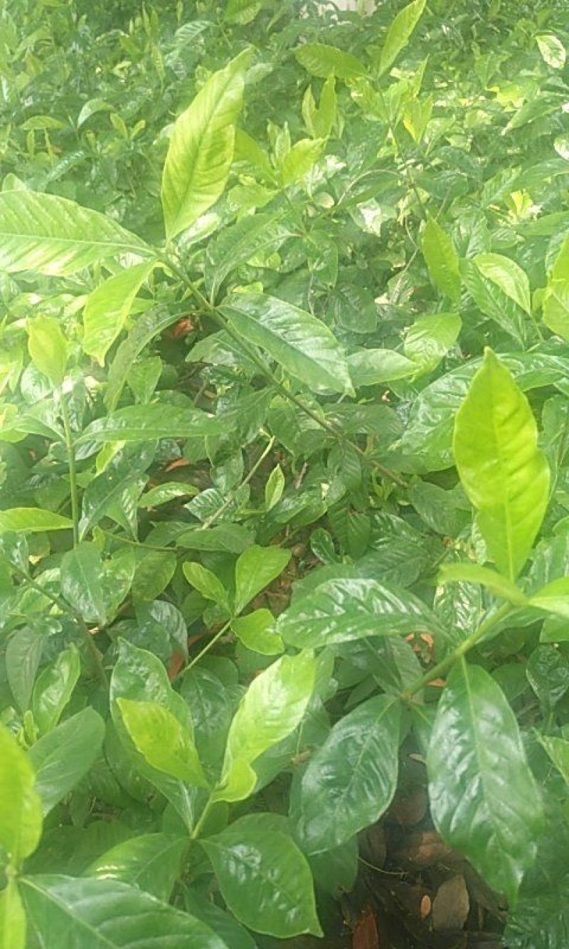 栀子花。